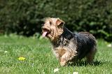 NORFOLK TERRIER 084